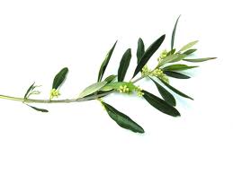 OLIVE BRANCHES GROWER BUNCH 